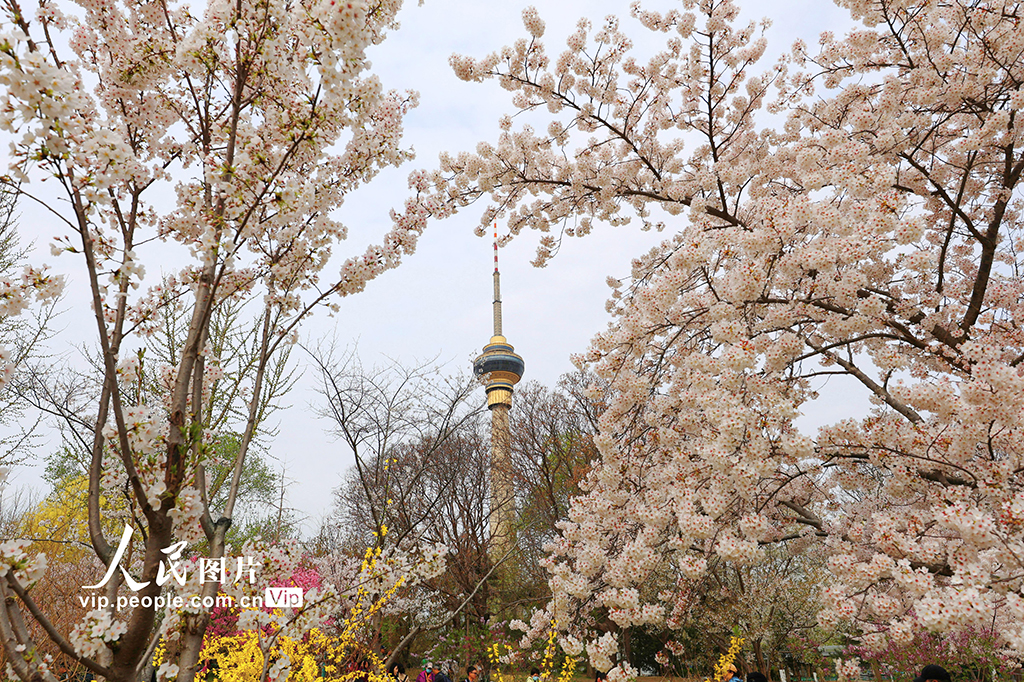 北京：玉渊潭樱花烂漫【4】