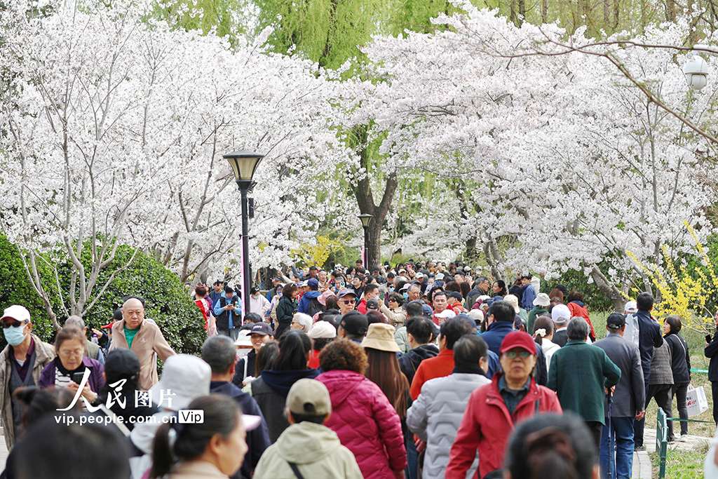 北京：玉渊潭樱花烂漫【5】