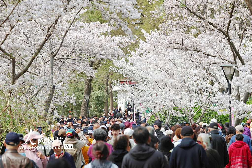 北京：玉渊潭樱花烂漫【6】