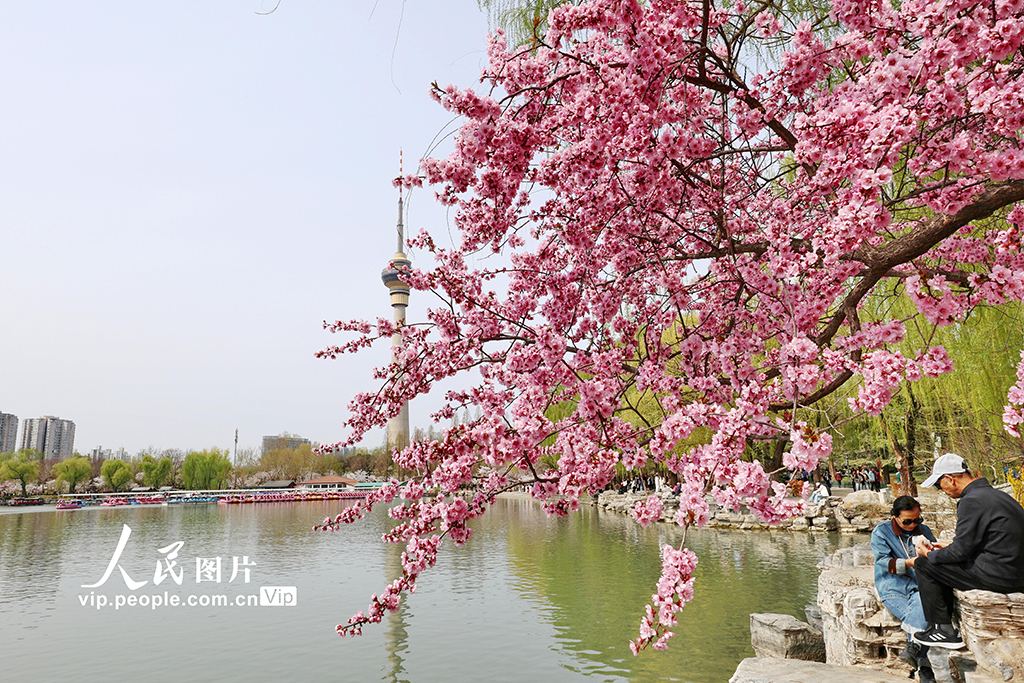 北京：玉渊潭樱花烂漫【3】