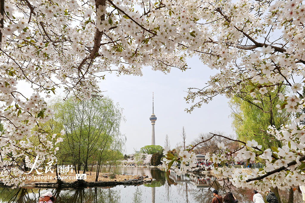 北京：玉渊潭樱花烂漫【7】
