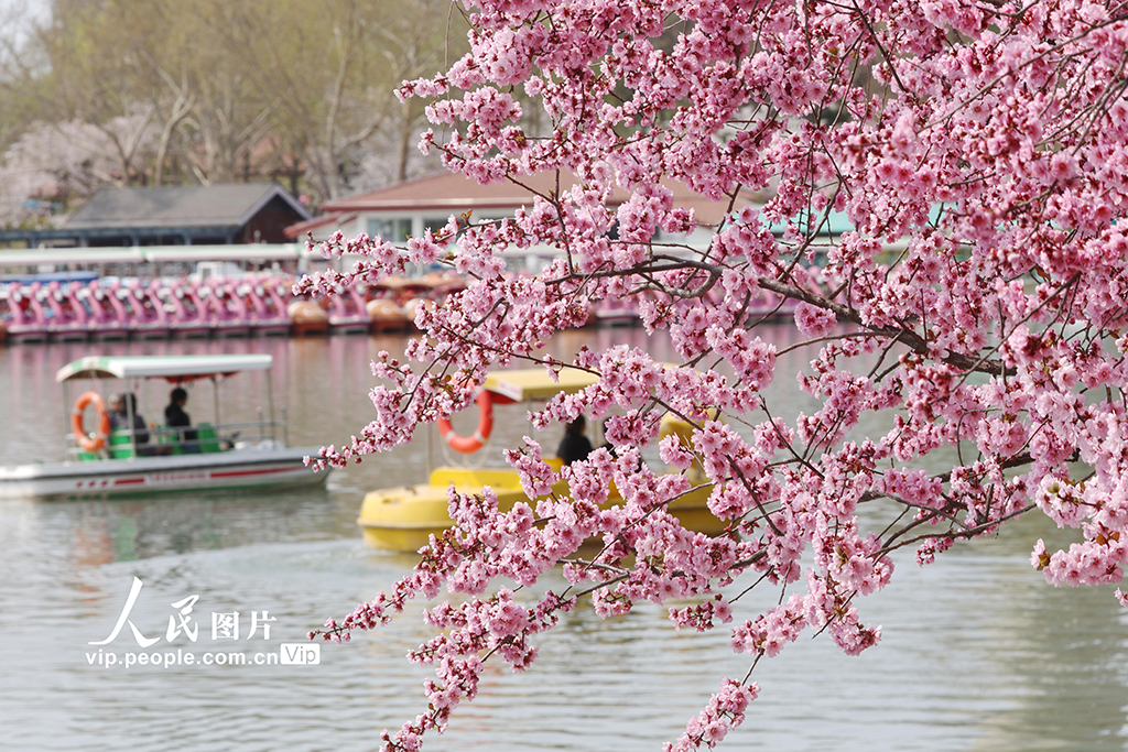北京：玉渊潭樱花烂漫【2】