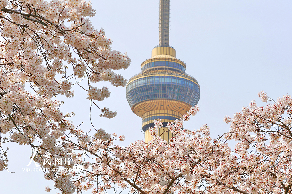 北京：玉渊潭樱花烂漫