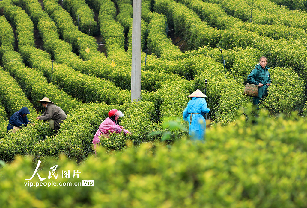 江西泰和：采摘春茶【2】