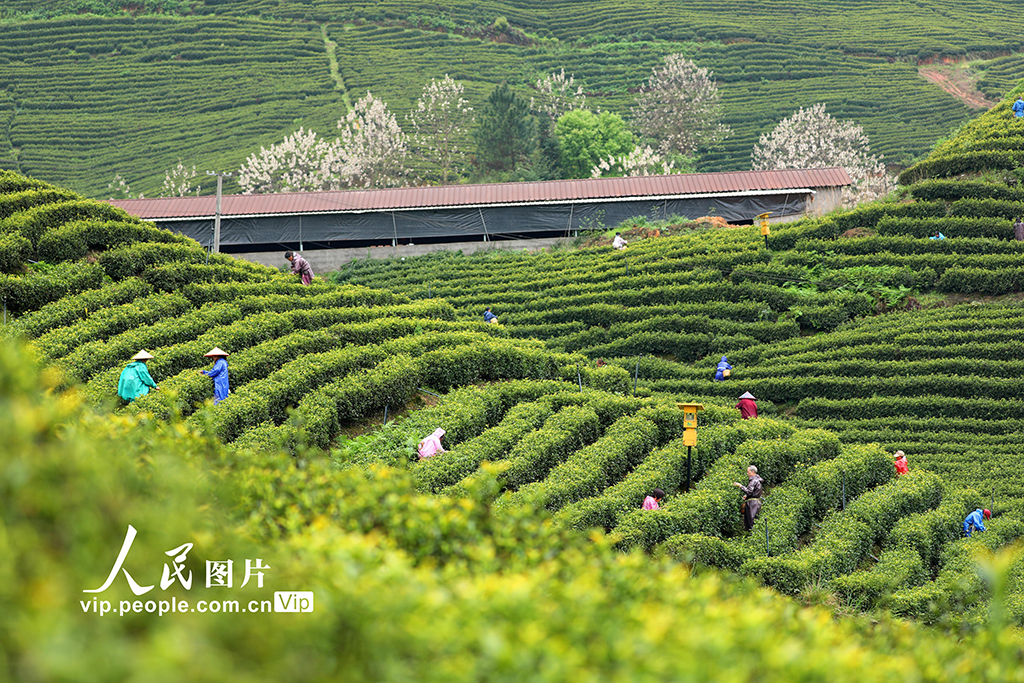 江西泰和：采摘春茶【4】