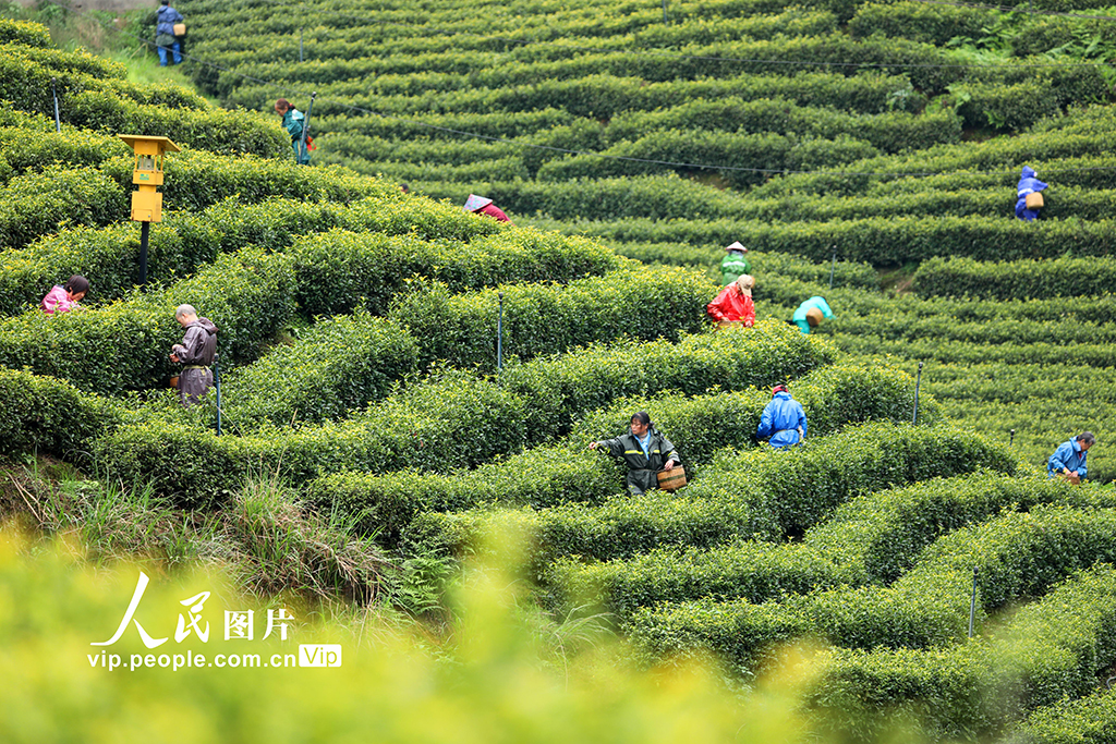 江西泰和：采摘春茶