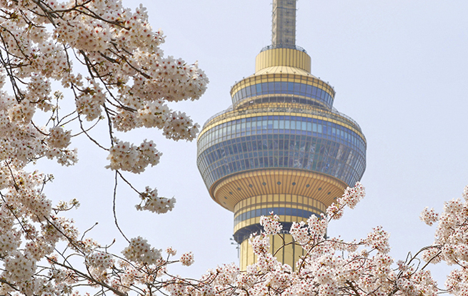 北京：玉渊潭樱花烂漫