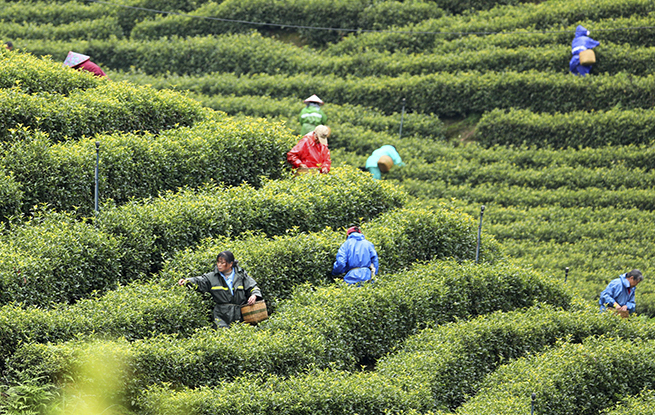 江西泰和：采摘春茶