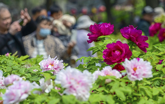 河南洛阳：牡丹花开