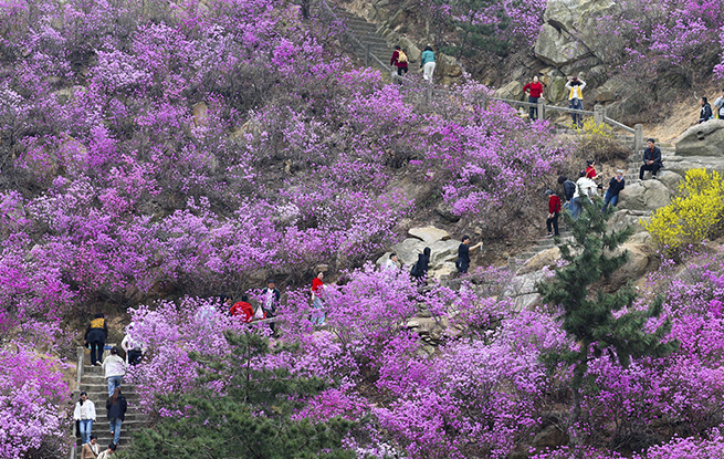 山东青岛：杜鹃花开