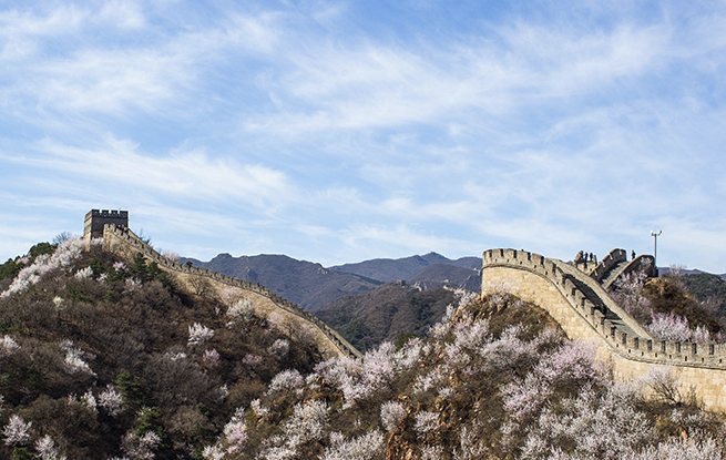北京：八达岭长城山花绽放