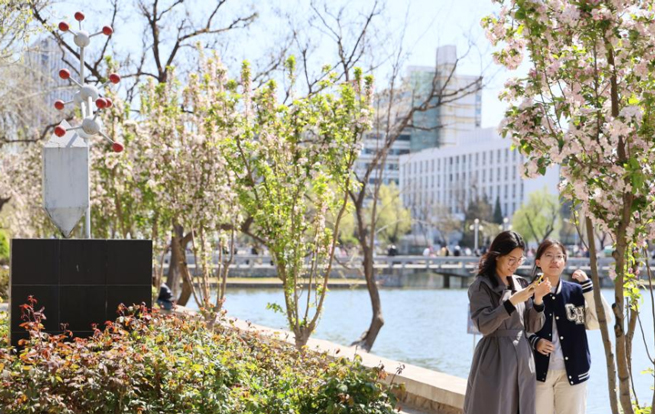 天津大学 海棠花开