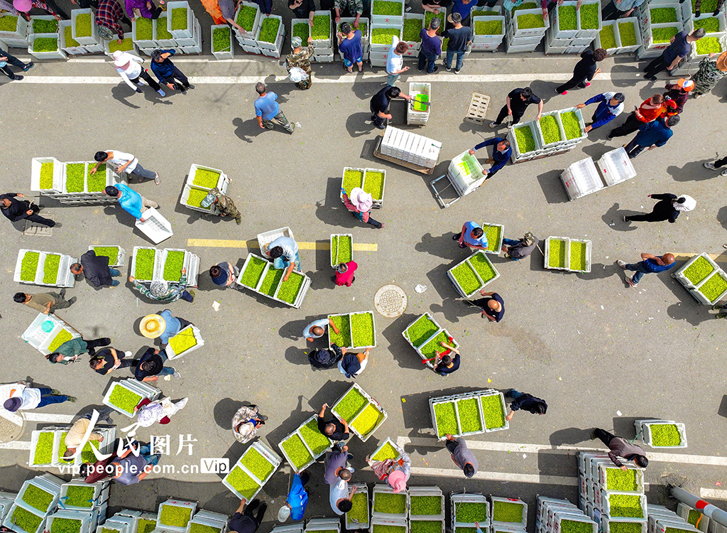 浙江长兴：春茶交易【5】