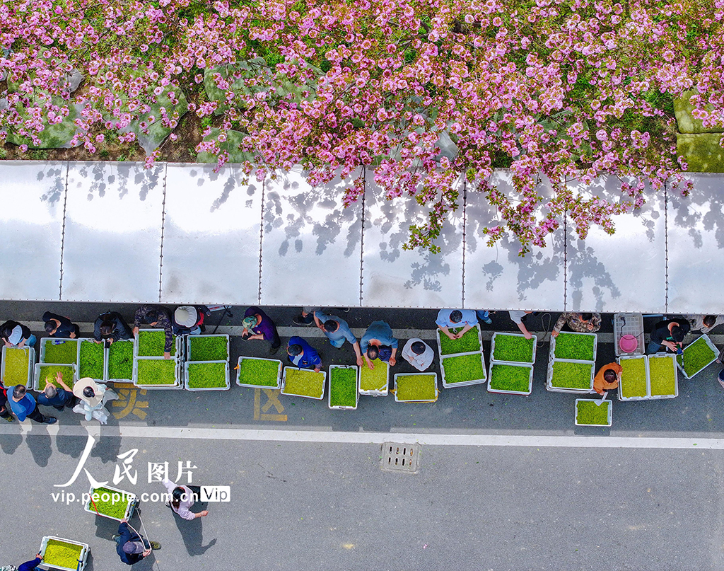 浙江长兴：春茶交易