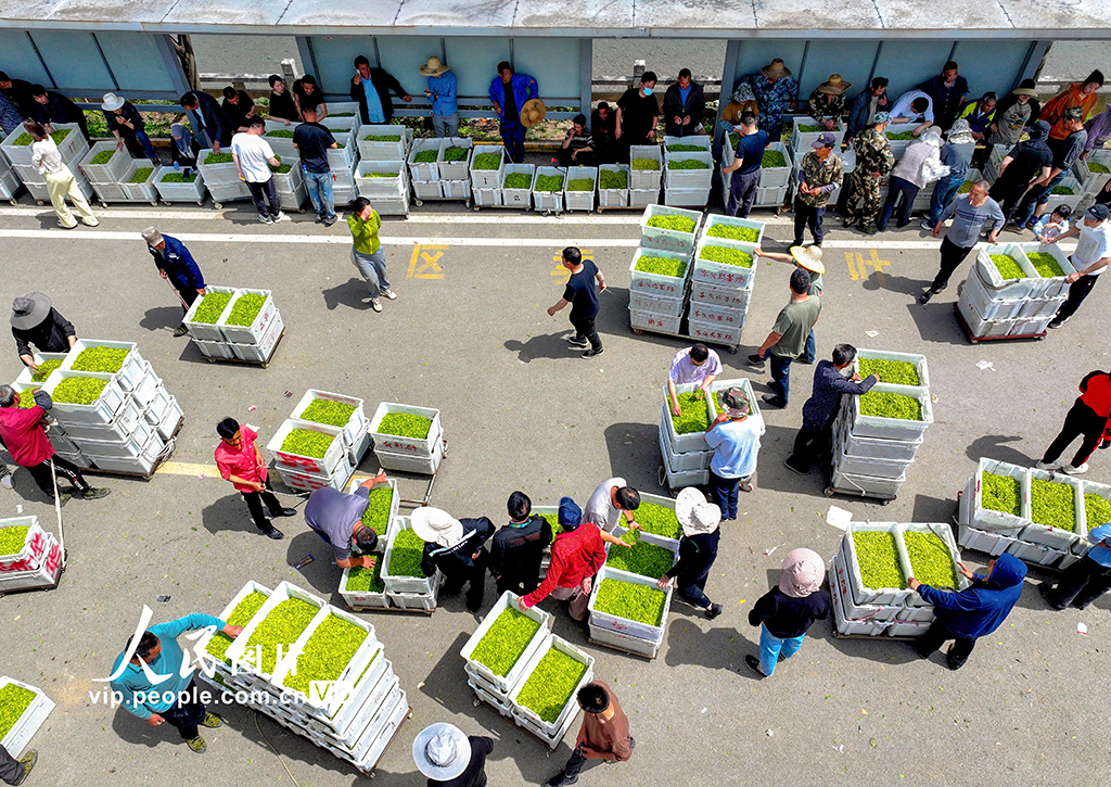 浙江长兴：春茶交易【4】