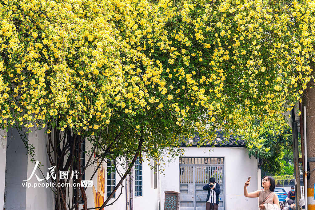 江苏苏州：木香花开【3】