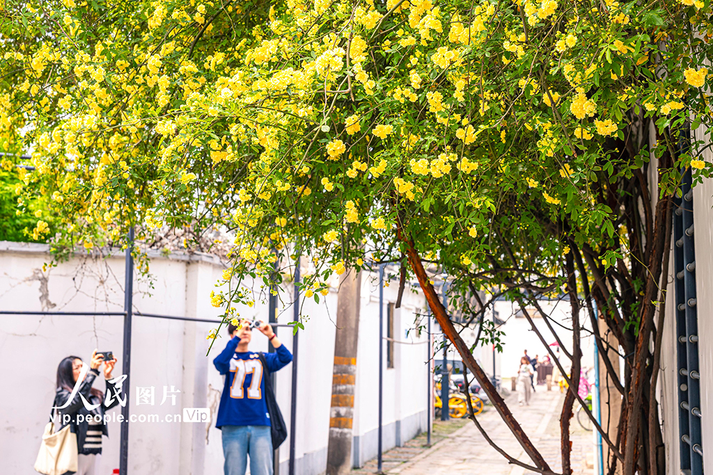 江苏苏州：木香花开【4】