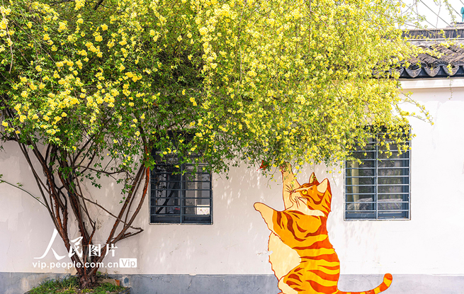 江苏苏州：木香花开