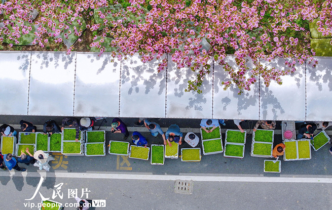 浙江长兴：春茶交易