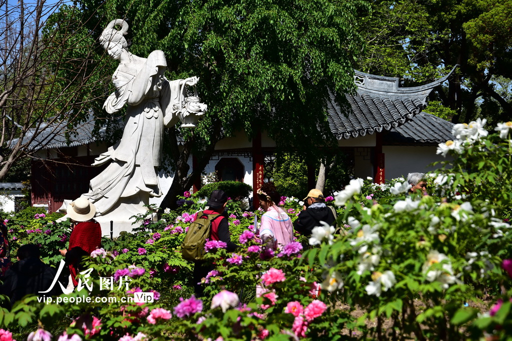 上海植物园牡丹绽放