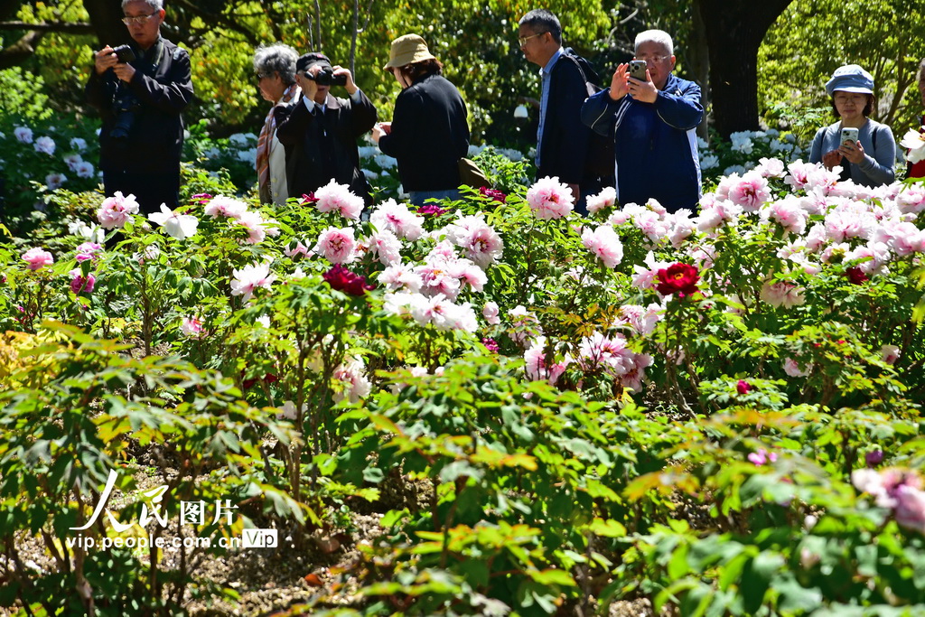 上海植物园牡丹绽放【6】