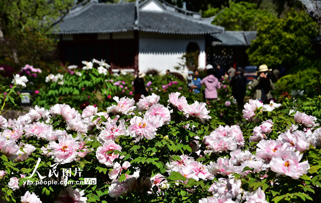 上海植物园牡丹绽放
