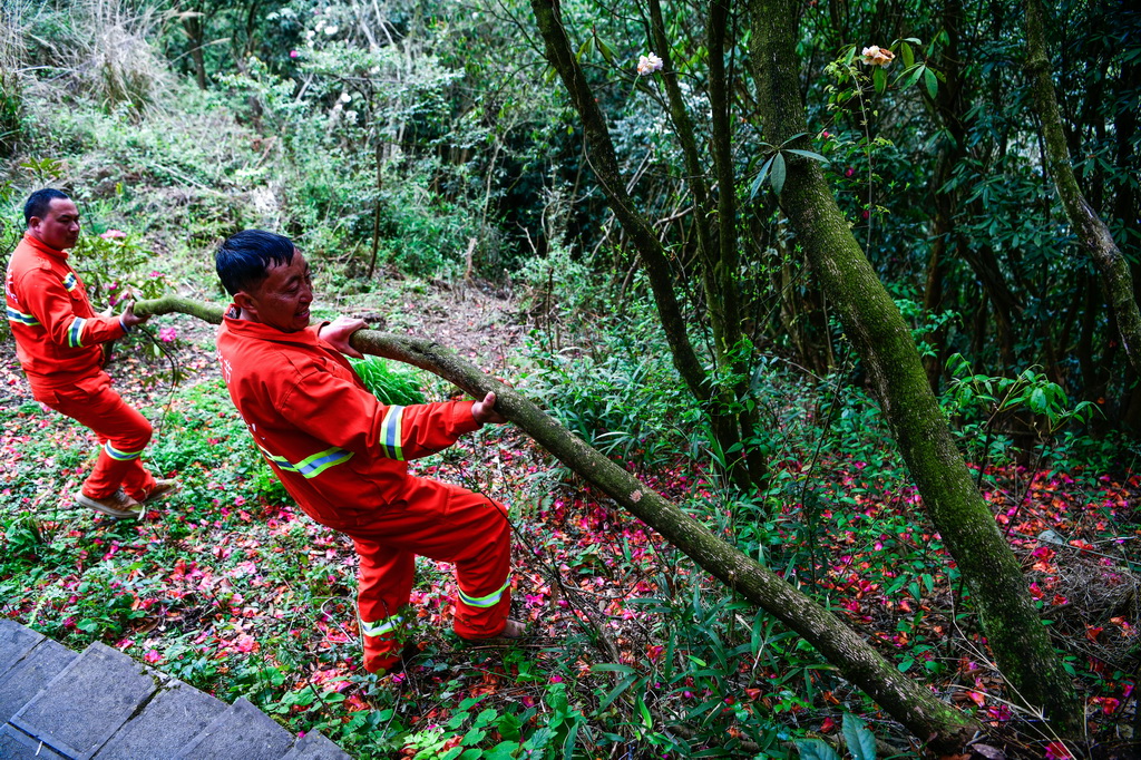 在贵州百里杜鹃管理区金坡景区，森林防火队员们在巡逻途中清理一棵倒伏的杜鹃树（4月2日摄）。