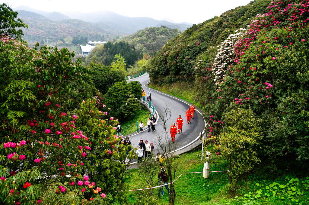 森林防火队员们在贵州百里杜鹃管理区金坡景区巡逻，排查森林火灾隐患（4月2日摄）。