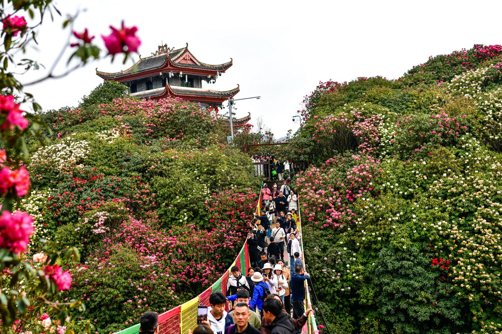 游客在贵州百里杜鹃管理区金坡景区赏花观光（4月1日摄）。