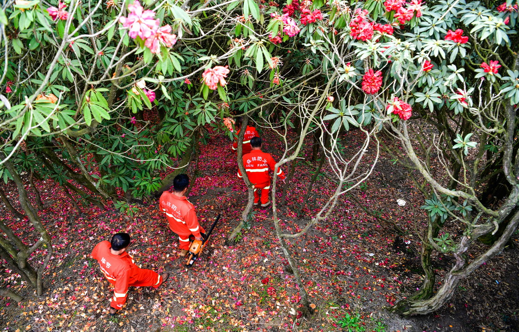 森林防火队员们在贵州百里杜鹃管理区金坡景区巡逻，排查森林火灾隐患（4月2日摄）。