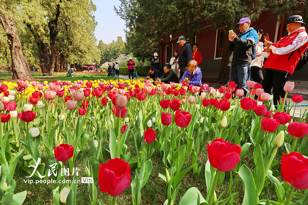 北京：中山公园郁金香绽放【3】
