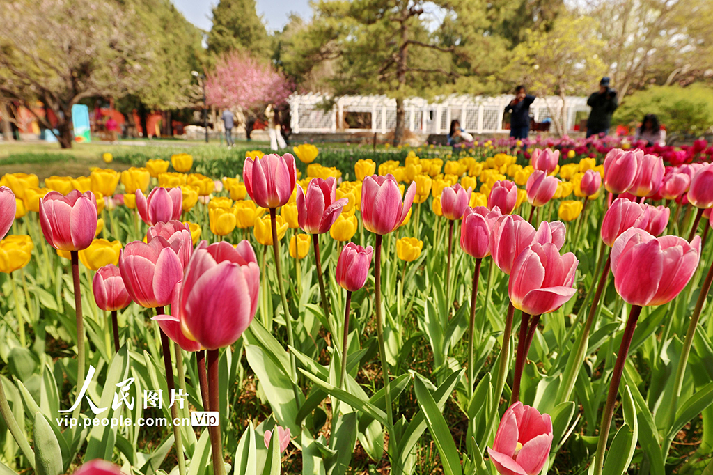 北京：中山公园郁金香绽放【6】