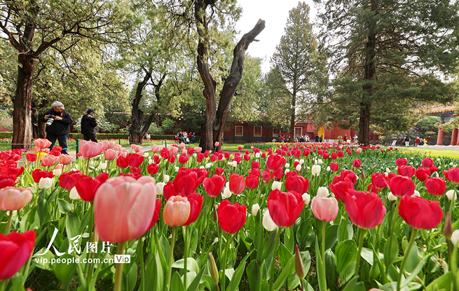 北京：中山公园郁金香绽放