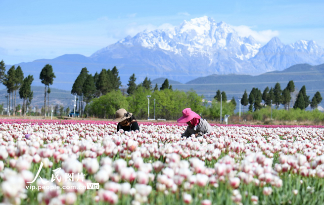 云南丽江：精心管护郁金香