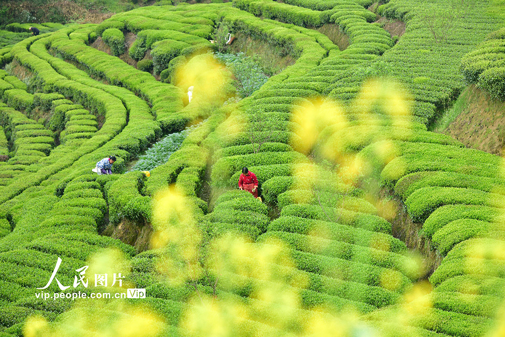 湖北秭归：春茶采摘忙【2】
