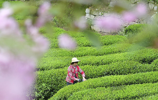 湖北秭归：春茶采摘忙