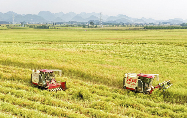 云南罗平：油菜迎丰收