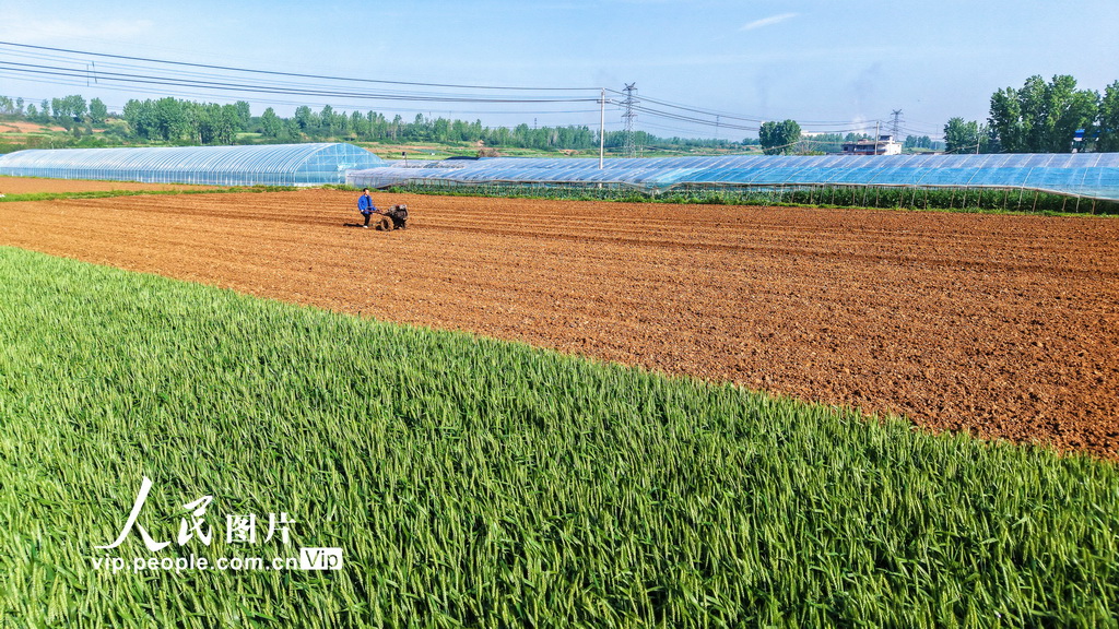 河南南阳：谷雨春耕图【2】