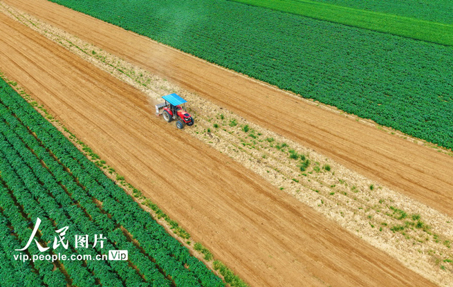 河南南阳：谷雨春耕图