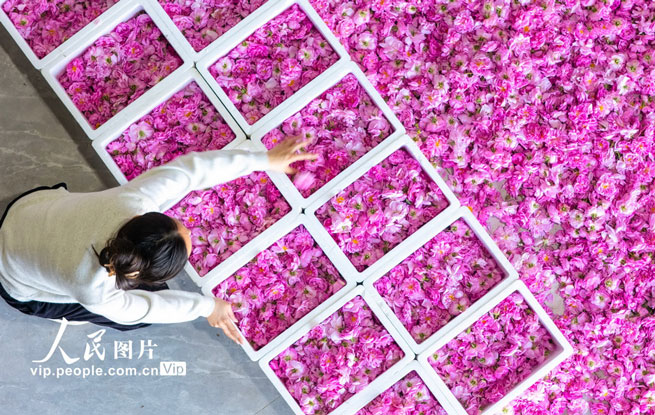 江苏海安：玫瑰花开出“美丽经济”