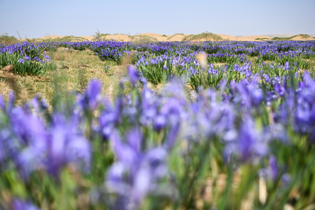 5月12日在库布其沙漠拍摄的马兰花。