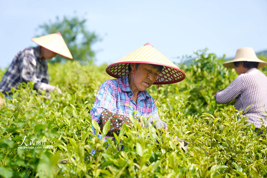 安徽铜陵：初夏采茶【2】