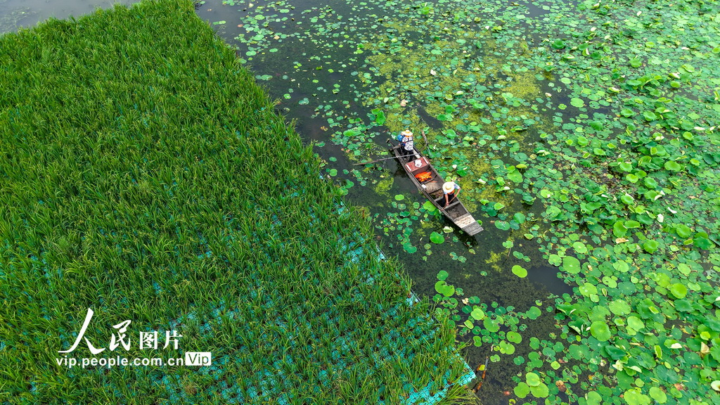 湖北浠水：策湖湿地护清波【4】