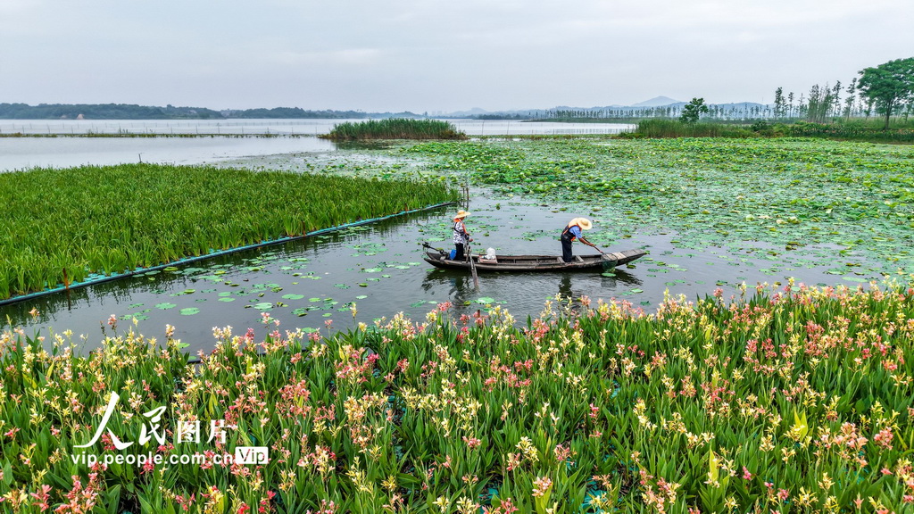 湖北浠水：策湖湿地护清波