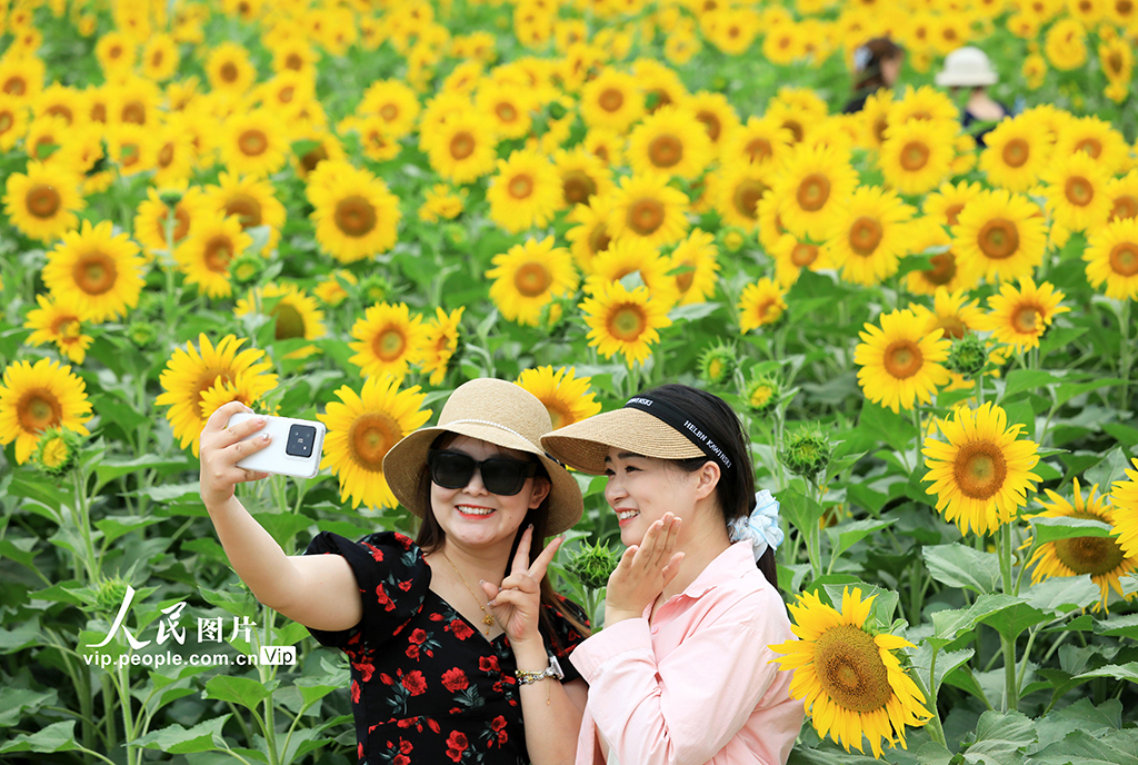 安徽淮北：芬芳夏日葵花开