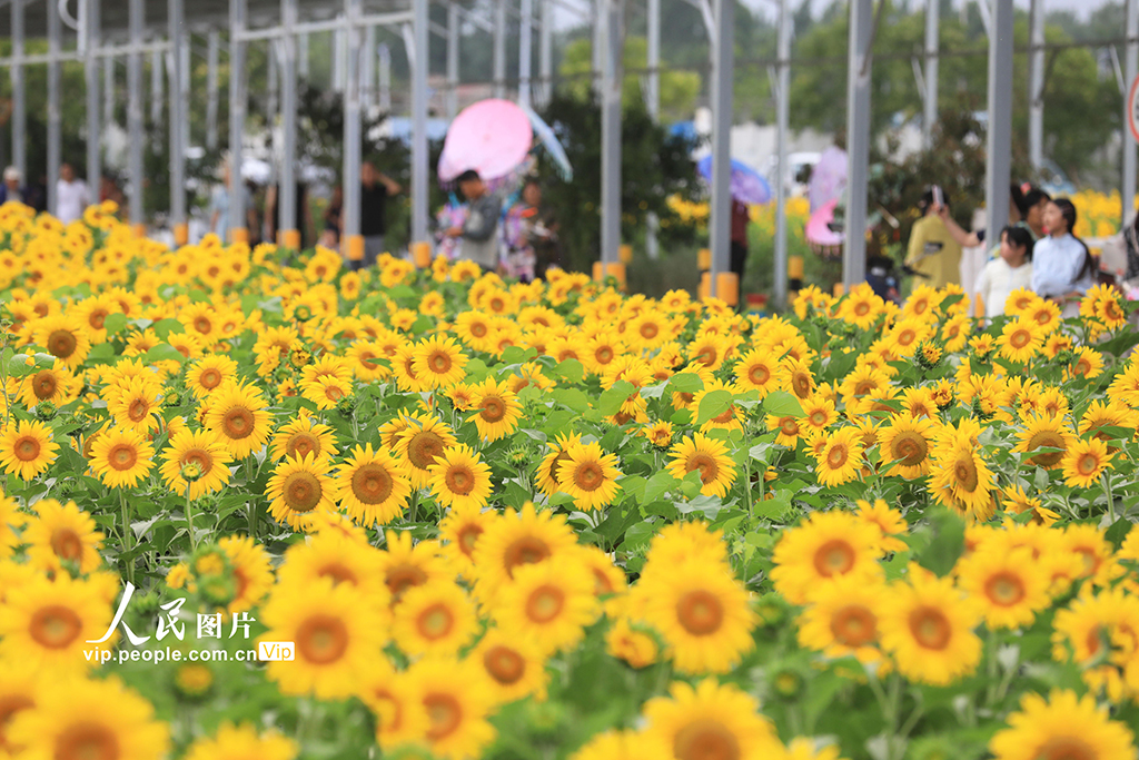 安徽淮北：芬芳夏日葵花开【2】
