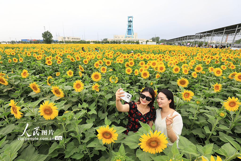 安徽淮北：芬芳夏日葵花开【3】