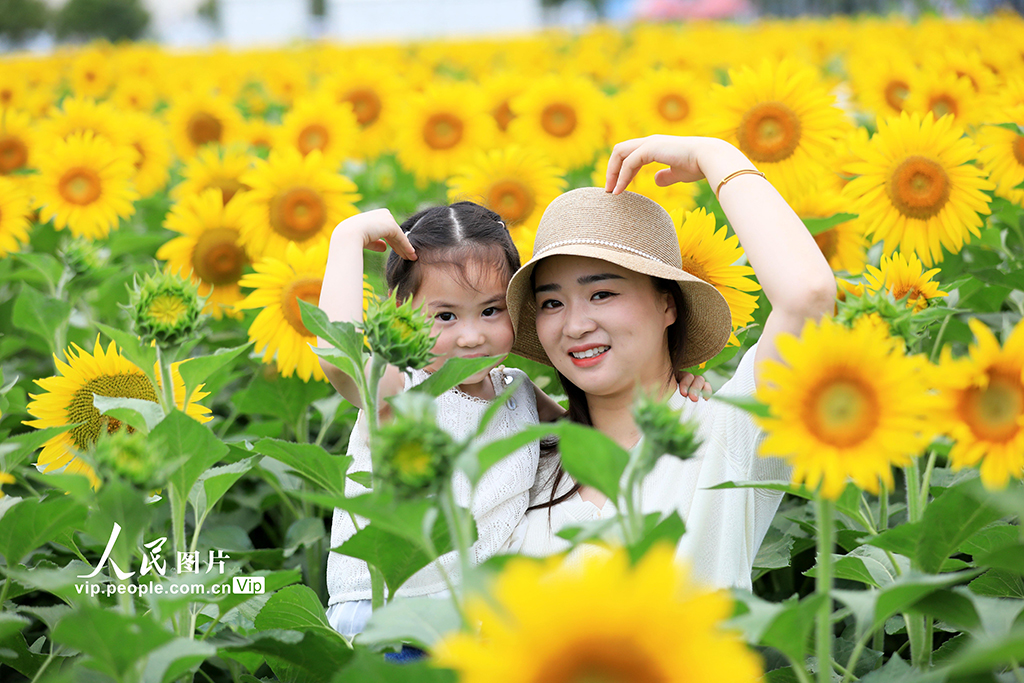 安徽淮北：芬芳夏日葵花开【4】