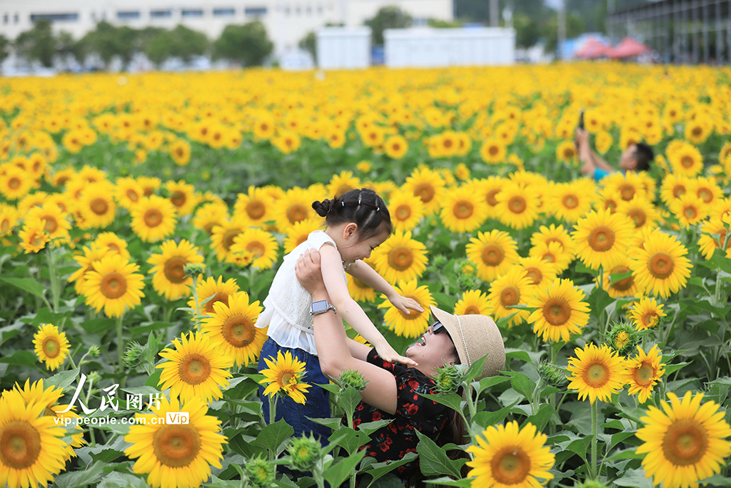 安徽淮北：芬芳夏日葵花开【5】