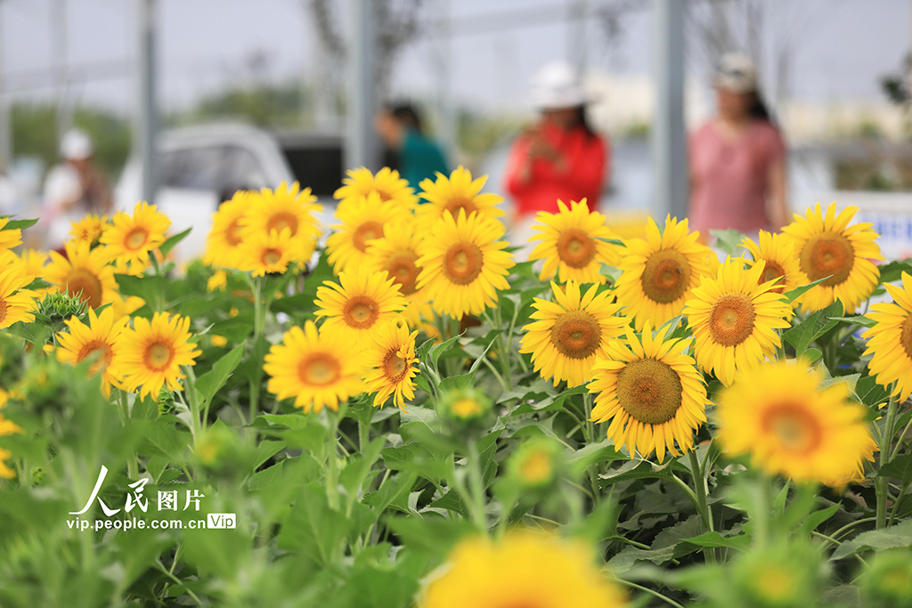 安徽淮北：芬芳夏日葵花开【6】